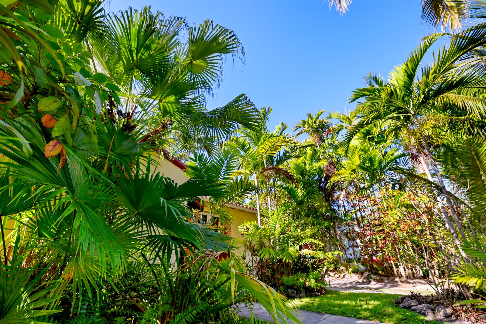 Rear garden view of the house surrounded by tropical greenery