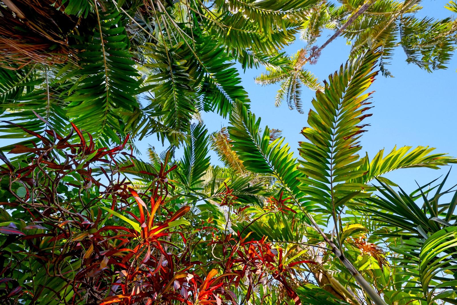 Tropical canopy view above the backyard garden