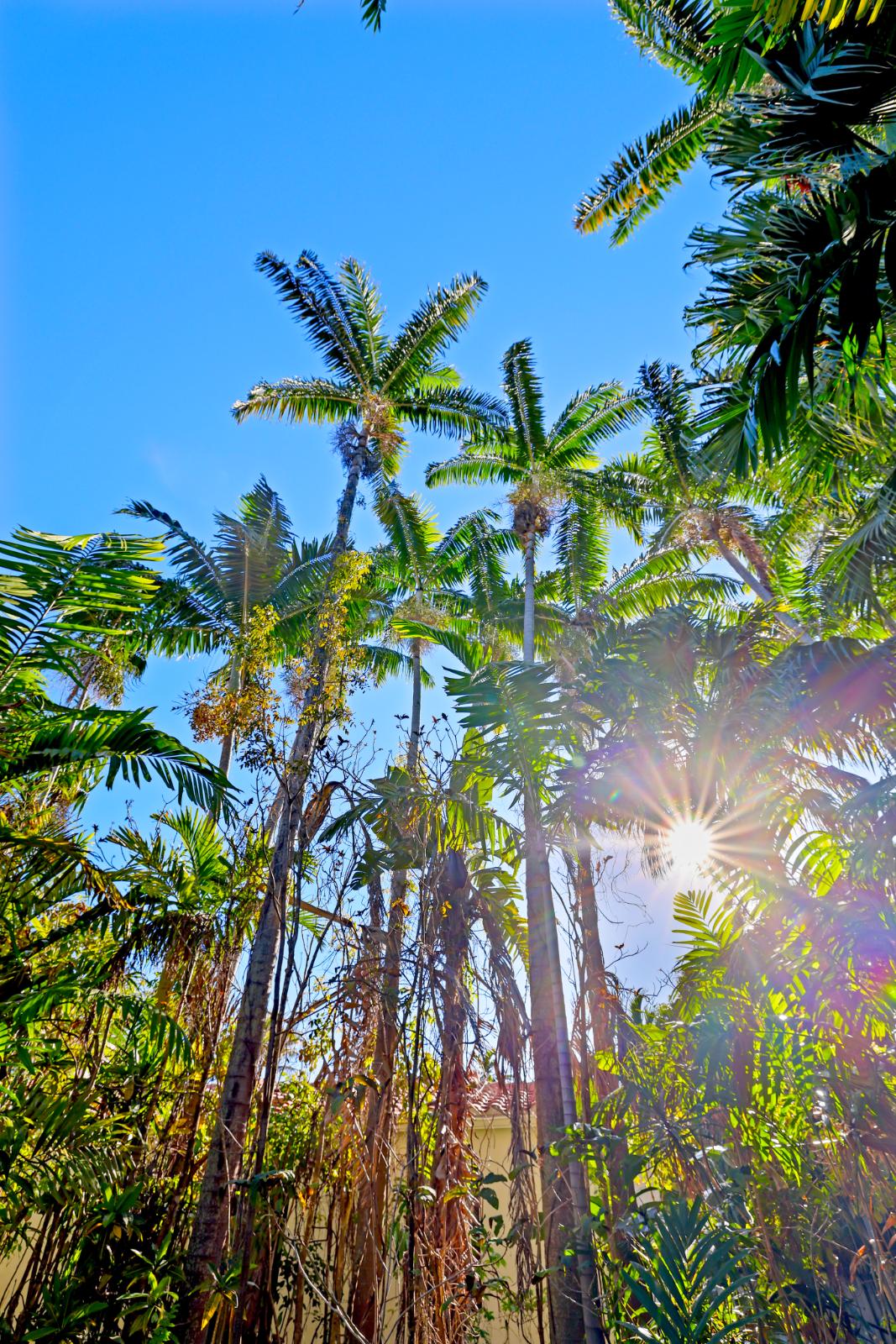 Palm trees in the backyard garden with warm sun flare