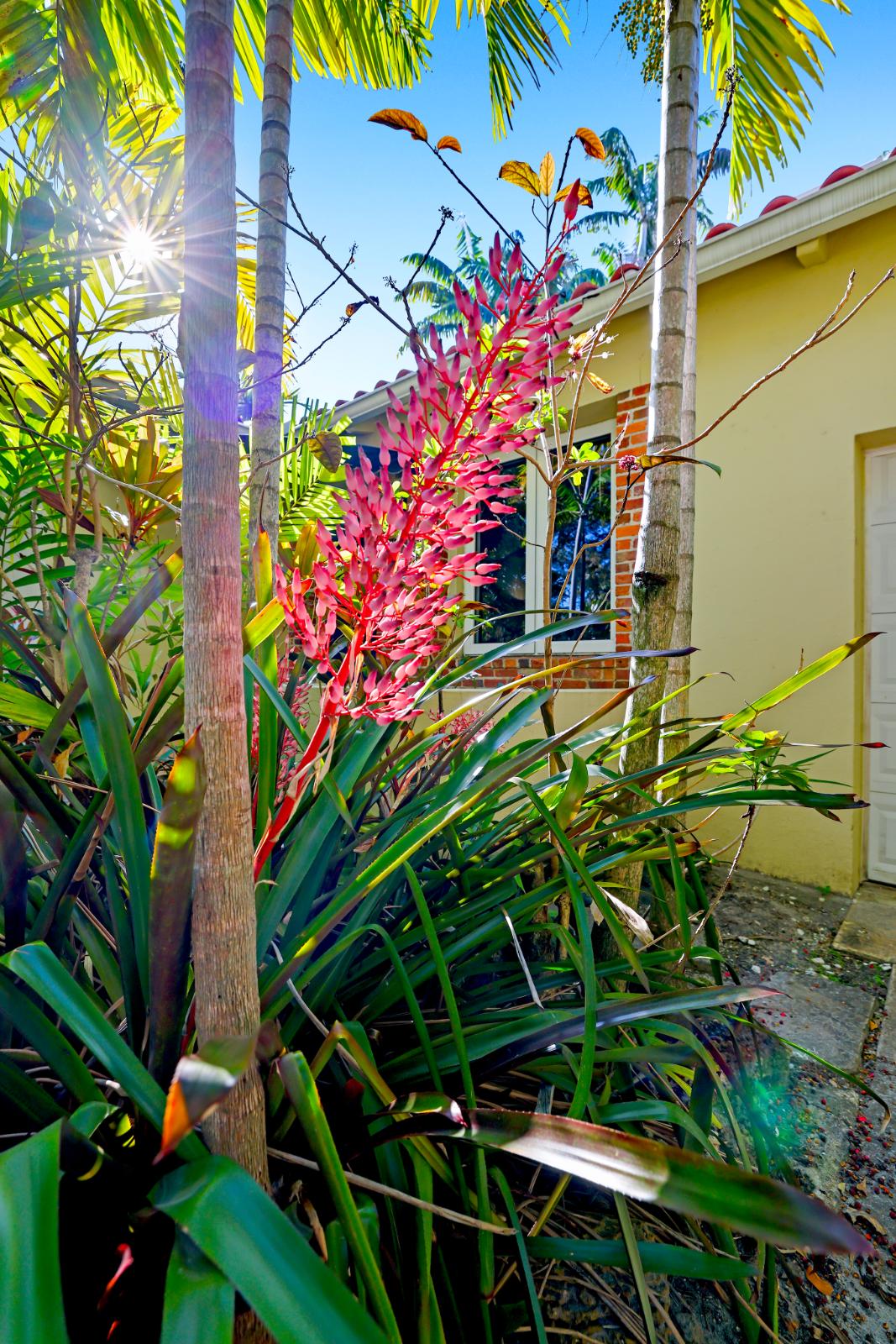 Pink bromeliad detail near the garage and side garden